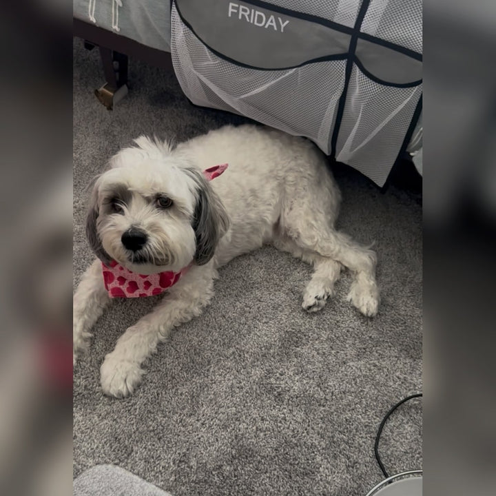 Reference photo of a reclining white dog with gray ears and a pink heart-pattern bandana