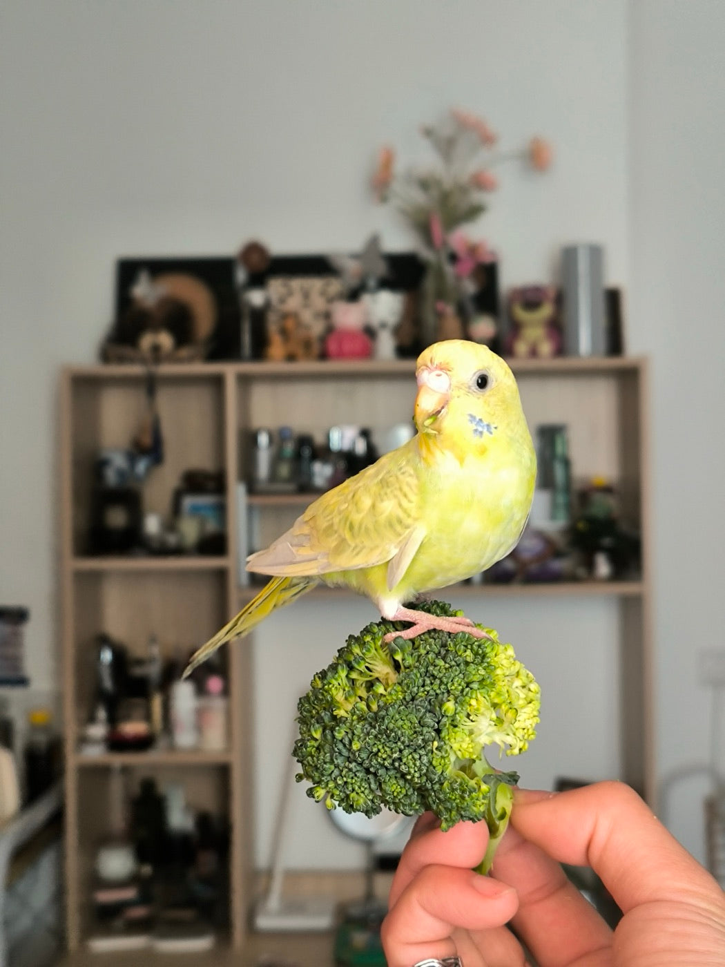 Reference photo of a yellow pet budgie perched on broccoli